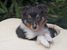 puppies