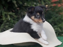 puppies