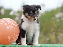 puppies