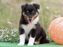 puppies