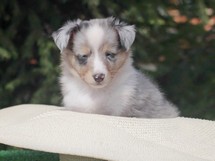 puppies