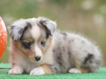 puppies