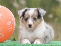 puppies