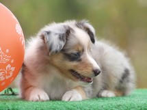 puppies
