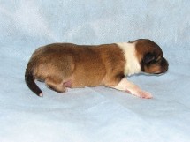 puppies