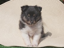 puppies