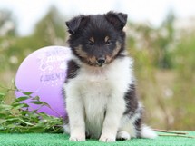puppies