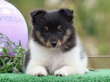 puppies