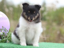 puppies