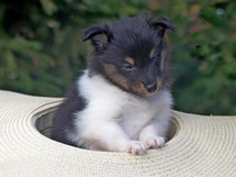 puppies