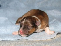puppies