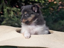 puppies