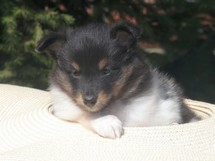 puppies