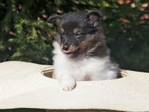 puppies
