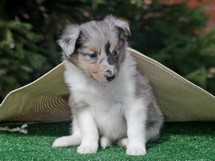 puppies