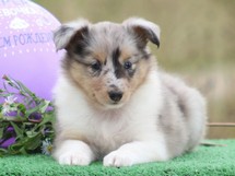 puppies