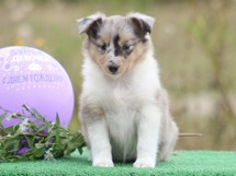 puppies