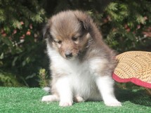 puppies