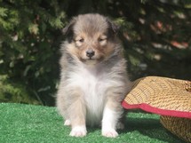 puppies