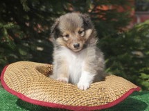 puppies