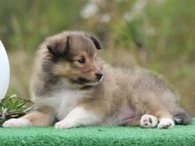 puppies