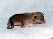 puppies