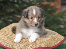 puppies