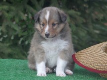 puppies