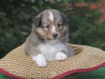 puppies