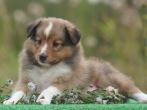 puppies
