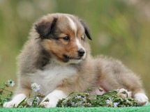puppies