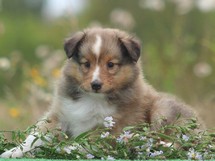 puppies