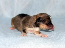 puppies