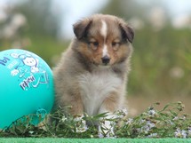 puppies