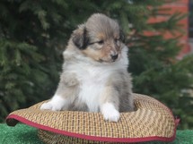 puppies