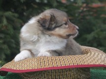 puppies