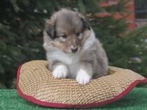 puppies