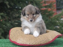 puppies