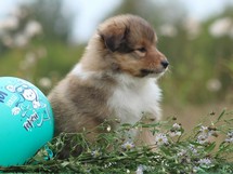 puppies