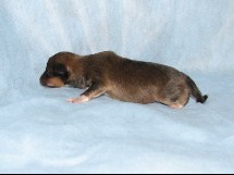 puppies