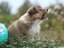 puppies