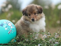 puppies
