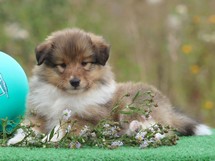 puppies