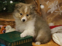 puppies