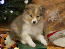 puppies
