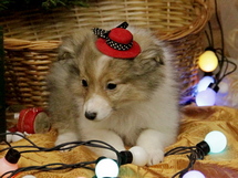 puppies