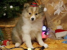 puppies