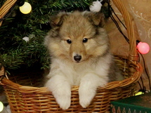 puppies
