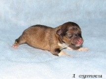 puppies