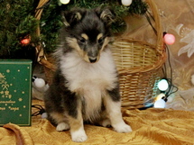 puppies